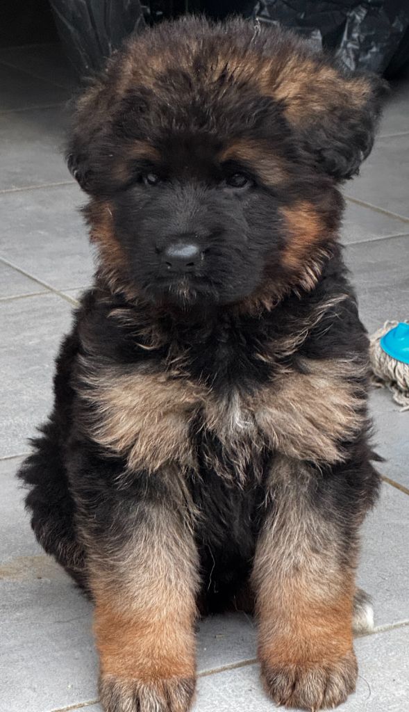 la vallée de l'Etna - Chiots disponibles - Berger Allemand